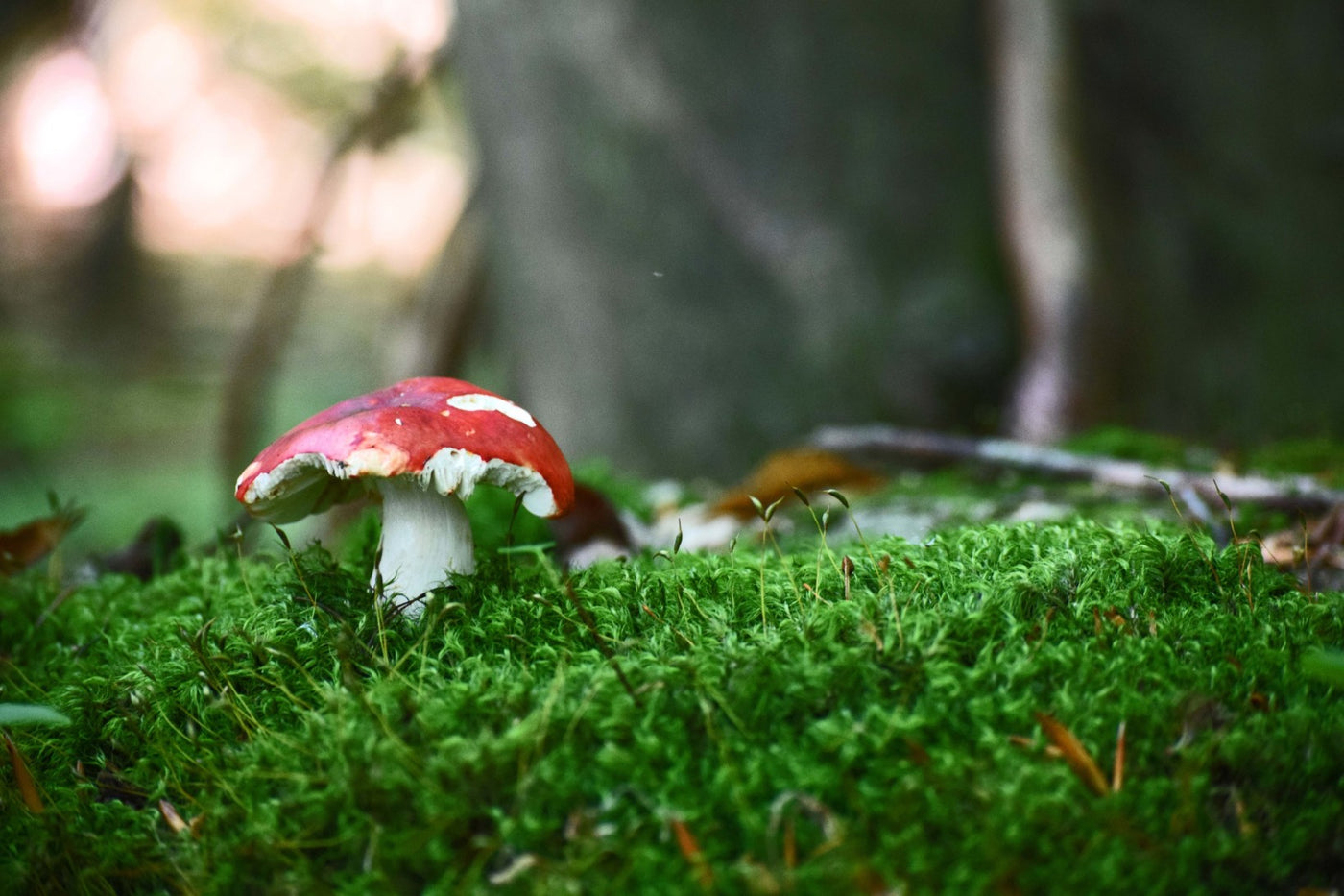 Forest Mushroom Banner